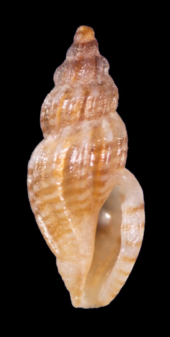 Famiglia CONIDAE